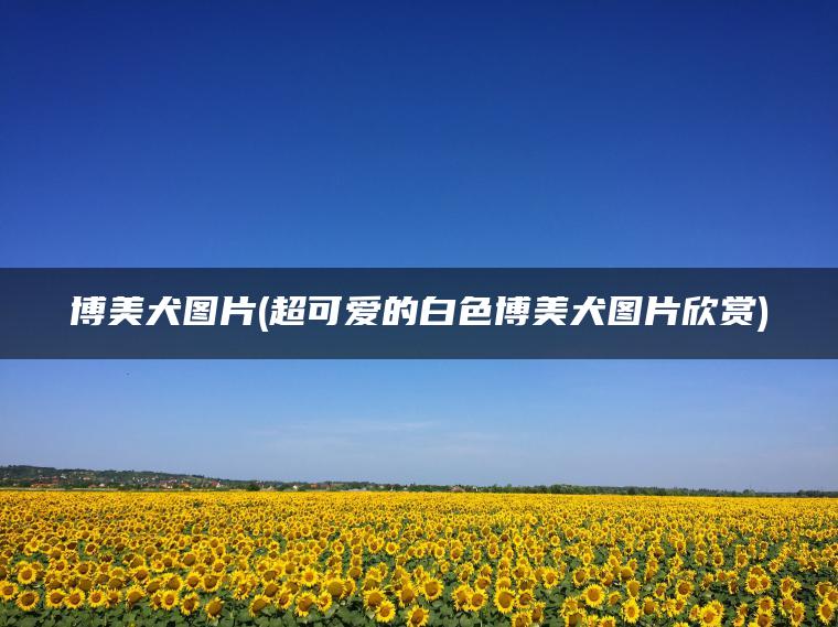 博美犬图片(超可爱的白色博美犬图片欣赏)