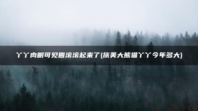 丫丫肉眼可见圆滚滚起来了(旅美大熊猫丫丫今年多大)