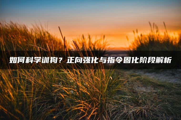 如何科学训狗？正向强化与指令固化阶段解析